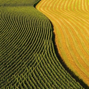 thuoc-tru-sau-an-toan-giai-phap-bao-ve-mua-mang-hieu-qua-tai-dak-nong