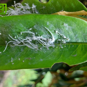 cac-loai-sau-hai-pho-bien-tren-cay-sau-rieng-va-bien-phap-phong-tru-hieu-qua-vat-tu-nong-nghiep-huu-an